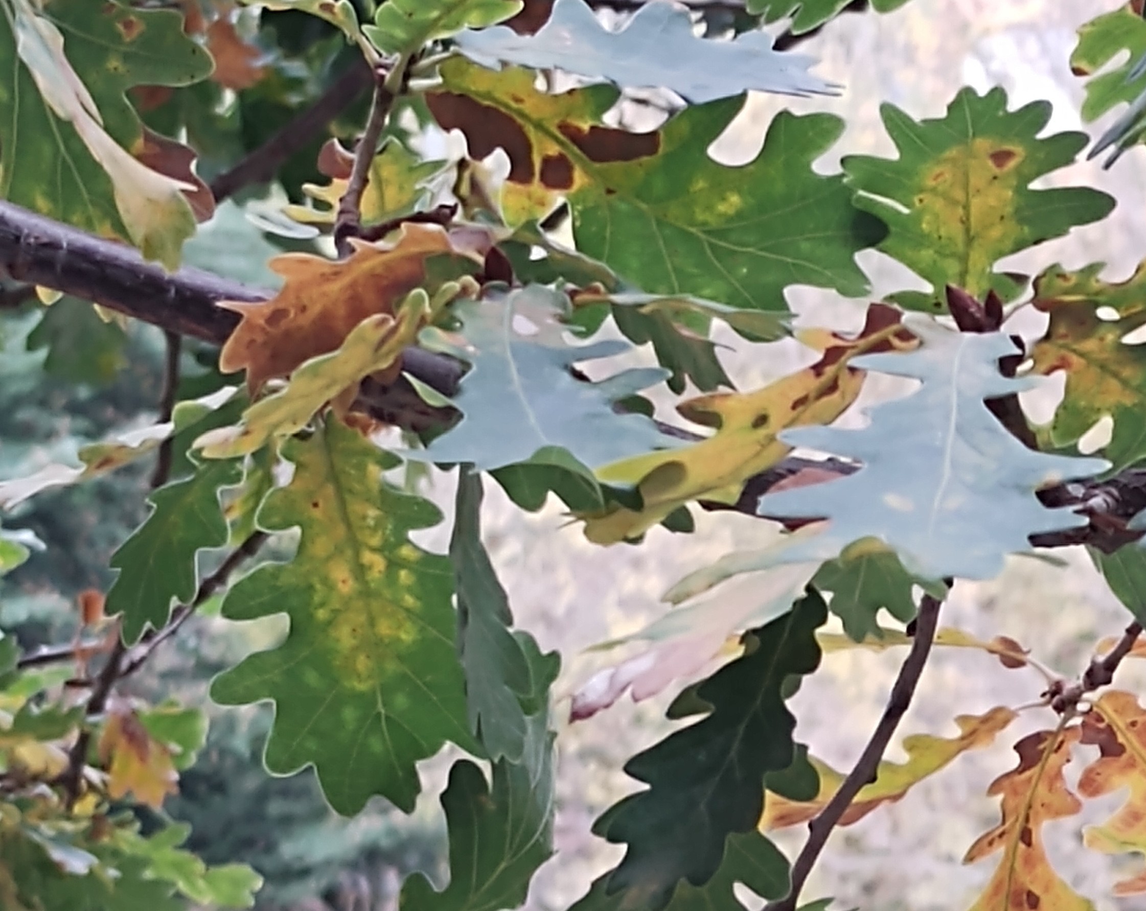 No s'ha trobat l'arxiu